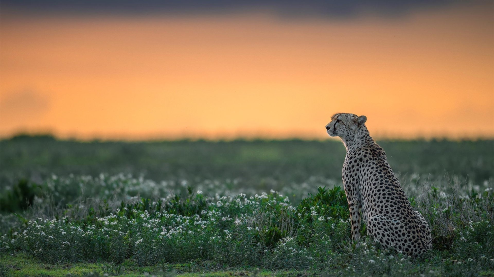 中国女篮精密布防压制对手 外线命中率稳定,中国女篮表现