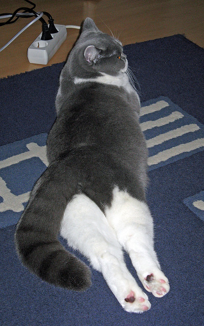 青年运动员成长体系日趋完善,青少年运动员训练长期发展模型包括