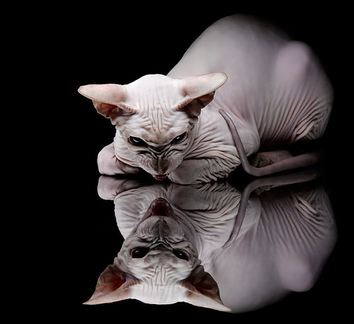 篮球运动员心理素质训练方法及效果评价，篮球运动员心理训练计划