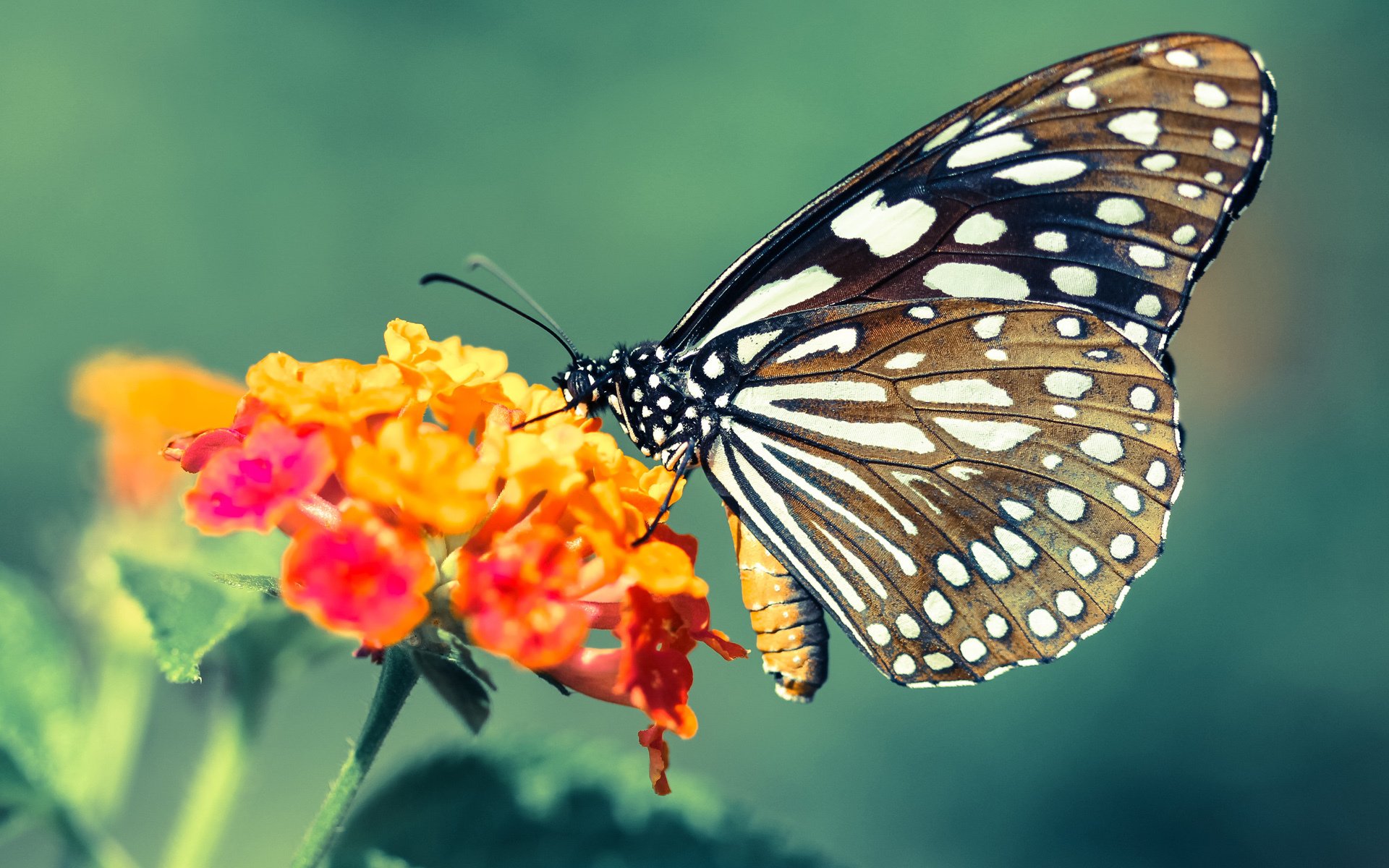 开云官网在线-国乒发布新任主教练人选，未来方向明确，国乒现任主教练是谁